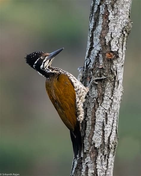 Greater Flameback Woodpecker Greater Flameback Chrysocol Flickr