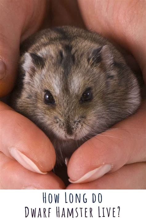 Dwarf Hamster Lifespan How Long Will Your Dwarf Hamster Live Dwarf Hamster Hamster