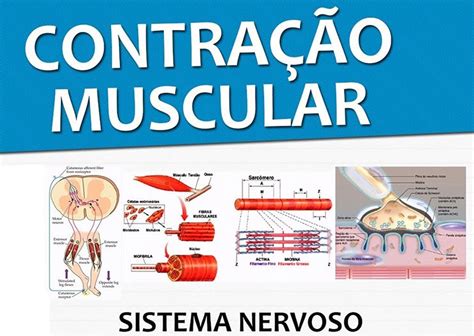 Praticando Fisio Fisiologia da Contração Muscular