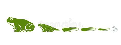 Stages Of Frogs Life Cycle Abstract Frog On White Background Stock