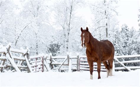Horses In Winter Wallpaper Wallpapersafari