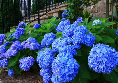 For The Love Of Photography Beautiful Hydrangea Donna Robinson
