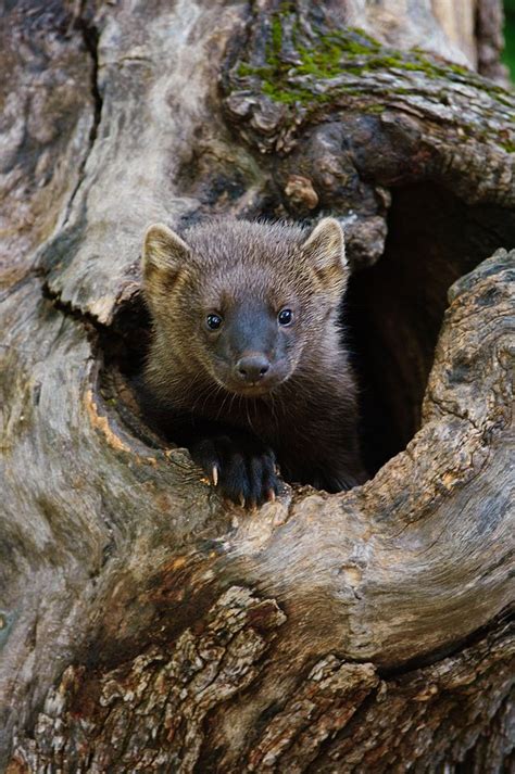 Fishers Fisher Martes Pennanti Fisher Cat Wildlife Photography