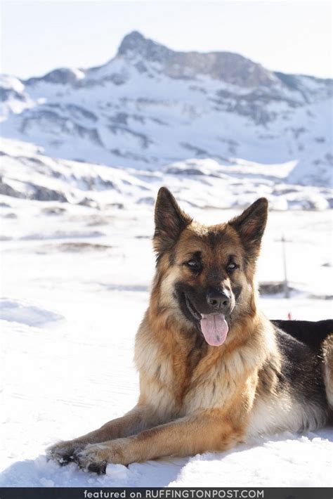 Gorgeous German Shepherd In The Snow Ruffington Post