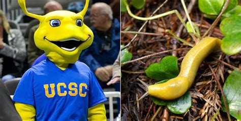 Worst College Mascots Ever