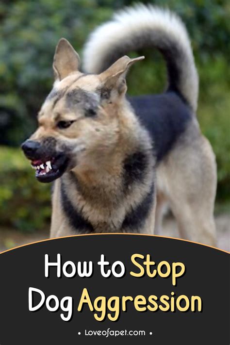 How To Stop Dog Aggression 5 Ways Love Of A Pet In 2021 Aggressive