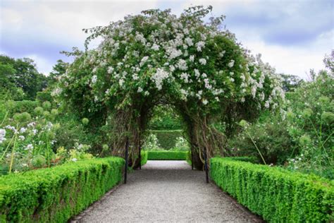 Beautiful Arch Formed By Flowers Stock Photo Download Image Now