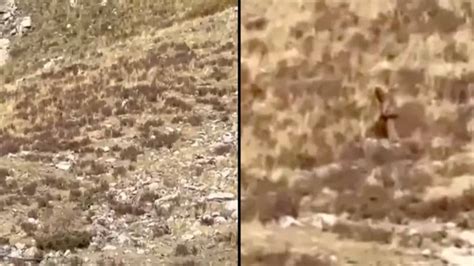 Mystery Of Bigfoot After Creature Is Spotted Sneaking Through Mountain