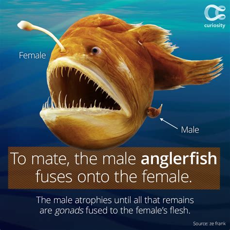 Til That The Tiny Male Anglerfish Finds A Mate And Then Has Its Face
