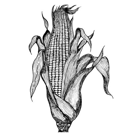 Hand Drawn Corn Illustration Vector Maize Sketches Set With Maize