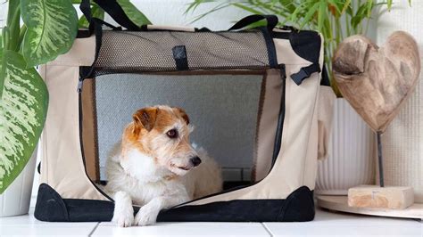 How To Crate Train Your Adult Dog Get Your Dog To Love The Crate