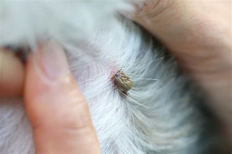 I Found A Dried Dead Tick On My Dog — What Do I Do Superb Dog