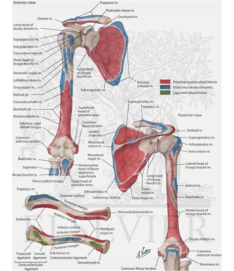 Humerus Muscle Anatomy