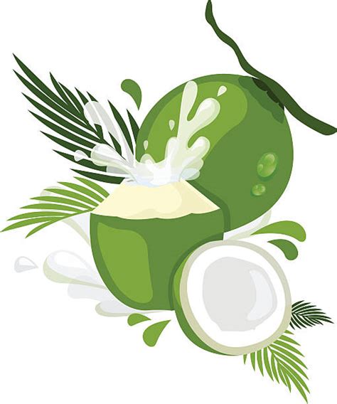1100 Coconut Water Illustrations Royalty Free Vector Graphics And Clip