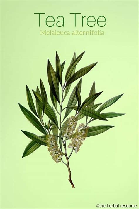 There is some evidence to show that tea tree oil may have several uses. Tea Tree Oil - Herb Uses, Side Effects and Health Benefits