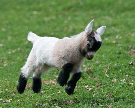 Baby Goat Is Jumping In Joy Baby Animals Cute Baby Animals Cute