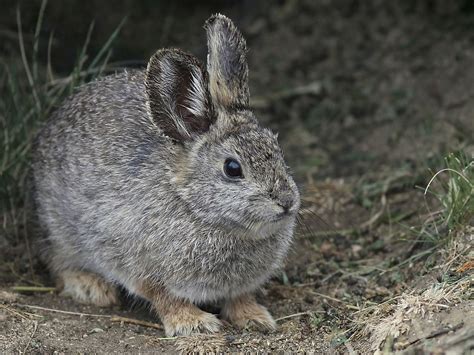 Pygmy Rabbit Facts Animals Of North America Worldatlas