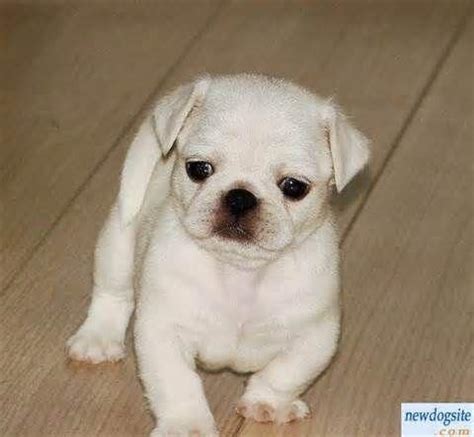 | all the info you need when you are looking for puppies for sale. PUG PUPPY AKC for Sale in Tucson, Arizona Classified | AmericanListed.com