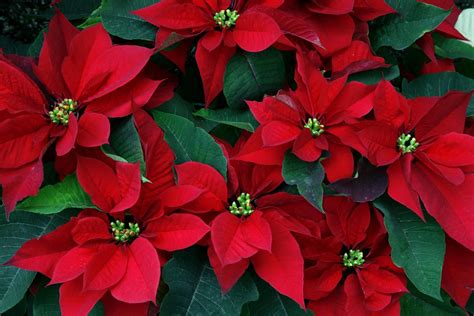 Red Christmas Flower Free Wallpapers In Hd Pictures Gallery Christmas