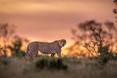 Cheetah At Sunset Okavango Delta Botswana Early 2021
