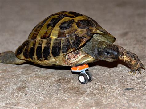 Hausgemachte schildkröte haus dies ist meine erste instructables, ich hoffe, sie genießen diese, soweit die idee ist wirklich einfach.schritt 1: Beinamputierte Schildkröte rollt auf Lego-Prothese ...