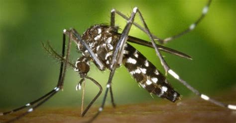 Deadly Asian Tiger Mosquitoes That Bite 247 Could Arrive In