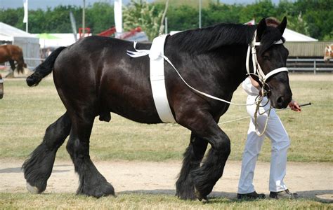 Jutland Stallion By Pippiersoed Showing A Rare Black Colour For The