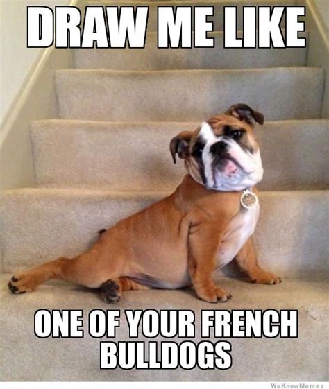 Funny French Bulldog Memes Image Memes At