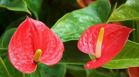 How To Care For An Anthurium Flamingo Flower Or Flamingo Lily