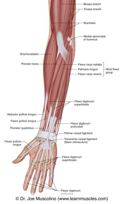 Anatomy Of Human Forearm Muscles Superficial Anterior View The Best