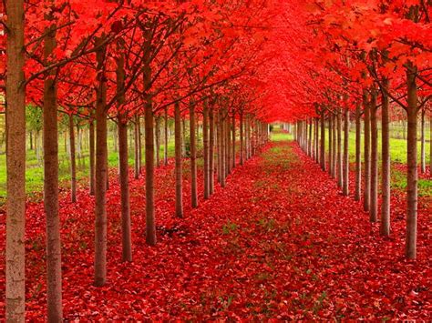 Rows Of Red Trees Red Fall Autumn Colors Bonito Trees Thin