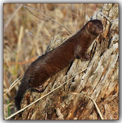 Mink Mink Is A Common Name For An Alert Semiaquatic