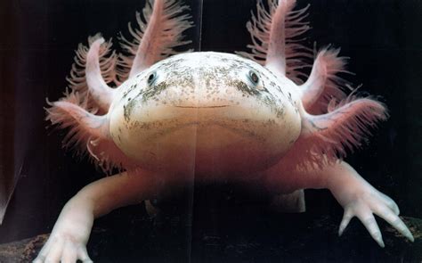 10 Creepy Deep Water Creatures Smashing Tops