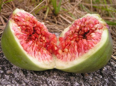 Growing Figs A Complete Guide On How To Plant Grow And Harvest Figs