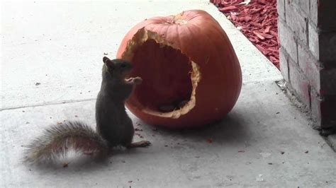 Halloween Squirrel Eating A Pumpkin On The Patio In Denver Co Youtube