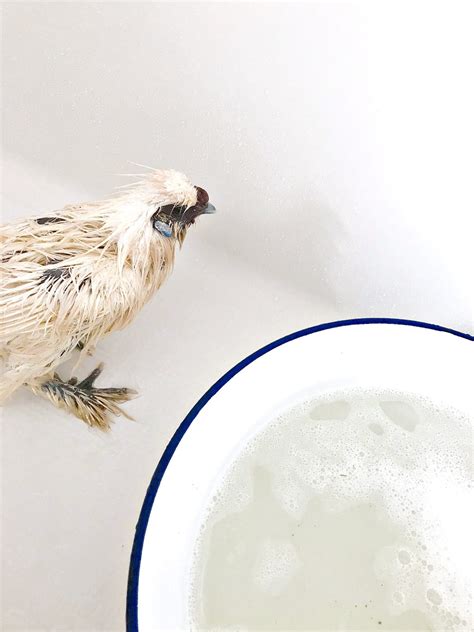 How To Bathe A Chicken And Why You Need To Dans Le Lakehouse