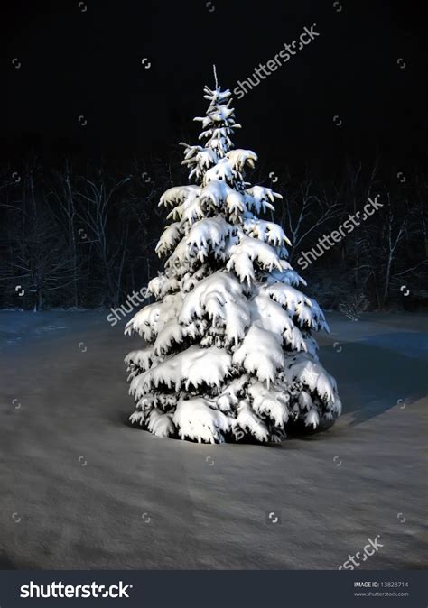 Snow Covered Pine Tree At Night Tree Pine Tree Painting Snow
