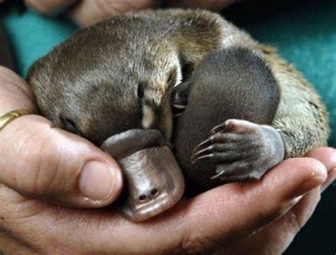 The 24 Cutest Baby Animal Species Of All Time