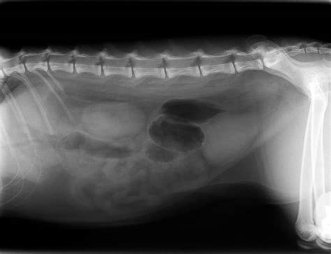 Dog Xray Pictures Images And Stock Photos Istock