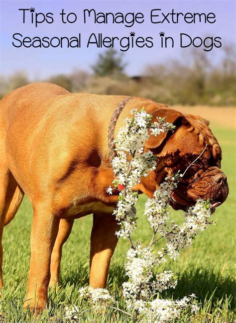 Tips To Manage Extreme Seasonal Allergies In Dogs Dog Allergies