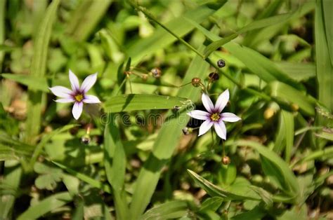 Simple And Cheerful Flowers And Buds Of Sisyrinchium Micranthum Stock