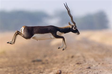 Top 10 Fastest Land Animals In The World