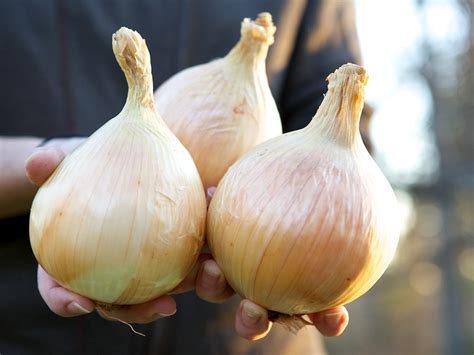 How to Grow Big Onions — Lawns, Gardens & Trees
