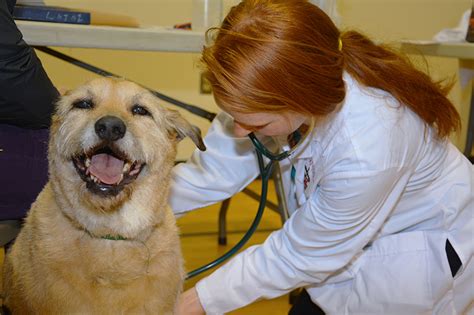 We encourage every pet owner we serve to have a regular vet for your dogs and cats for vet services beyond the scope of our nonprofit clinic. Transfer Students | Cornell University College of ...