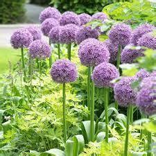 Some Of The Most Popular Alliums To Add To Your Garden Modern Woman