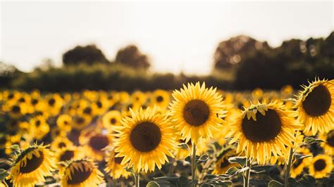 We have 90+ background pictures for you! 2048x1152 Sunflowers 2048x1152 Resolution HD 4k Wallpapers ...