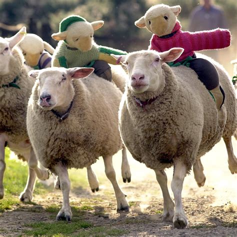 The Big Sheep Bideford Ce Quil Faut Savoir Pour Votre Visite 2022