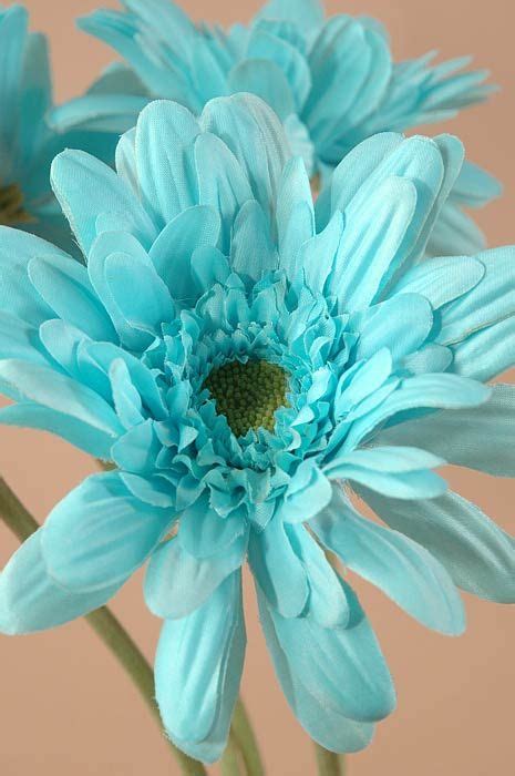 21 Gerbera Daisy Spray Turquoise Pkg6 Gerbera Daisy Blue Flowers