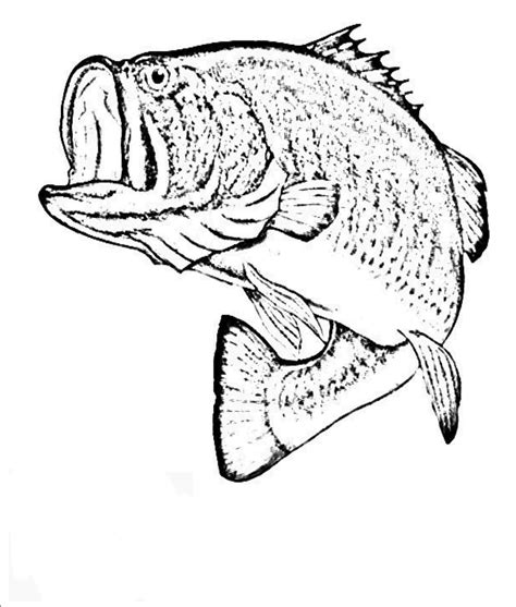 Smallmouth Bass Drawing At Explore Collection Of