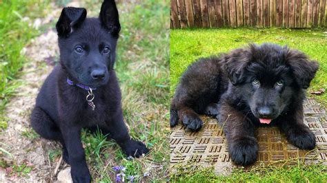 Black German Shepherd 11 Things You Should Know Before Buy Puppy